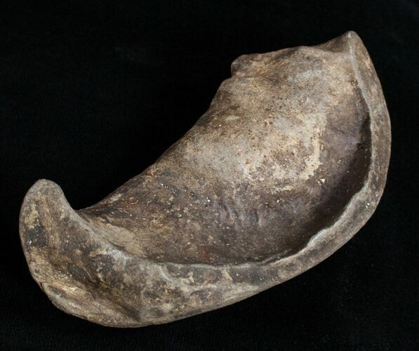 Fossil Cetacean (Whale) Ear Bone - Miocene #3475